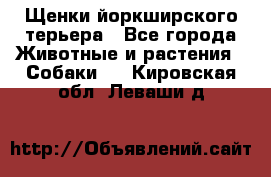 Щенки йоркширского терьера - Все города Животные и растения » Собаки   . Кировская обл.,Леваши д.